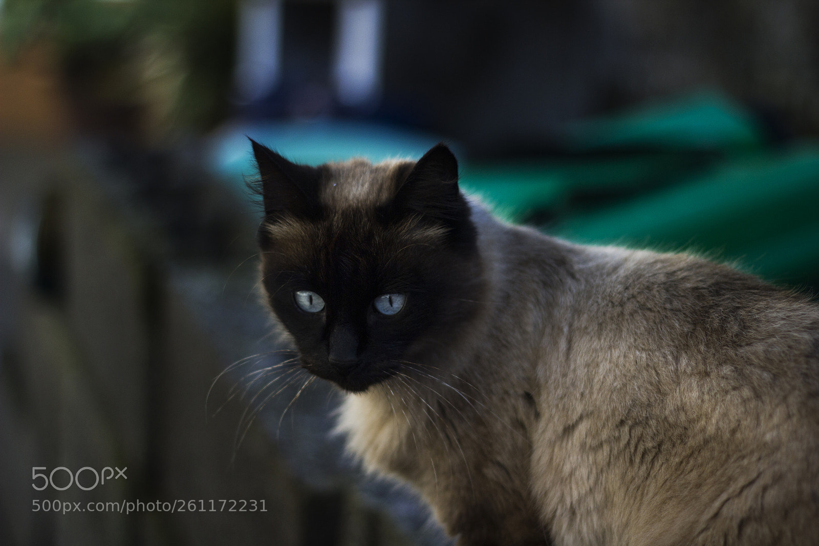Canon EOS 550D (EOS Rebel T2i / EOS Kiss X4) sample photo. Bey photography