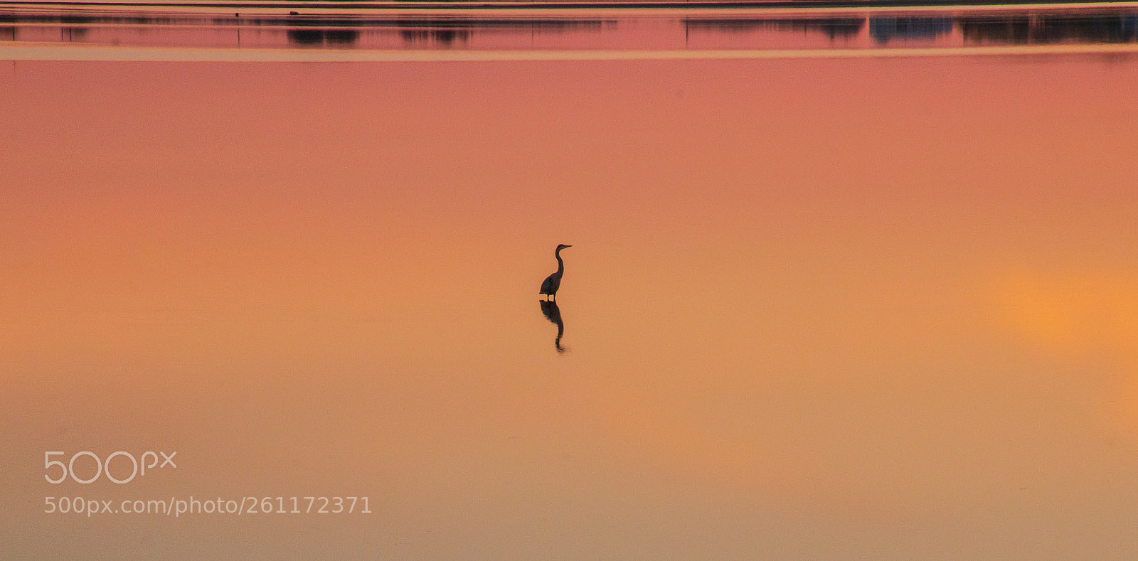 Canon EOS 70D sample photo. Heron photography