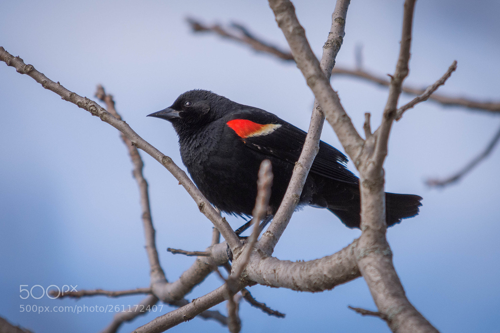 Nikon D7200 sample photo. Red-winged blackbird photography