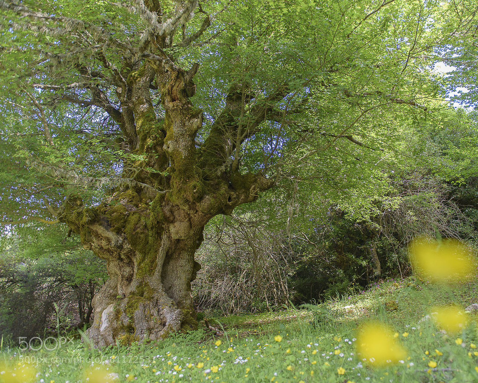 Nikon D750 sample photo. Trees of sicily #8 photography