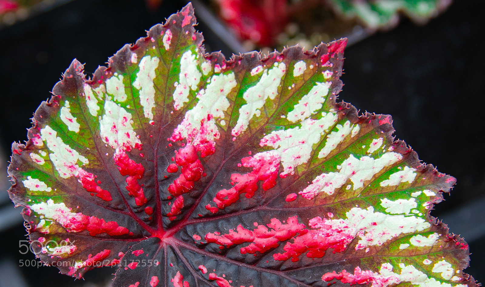 Canon EOS 70D sample photo. Patterns photography