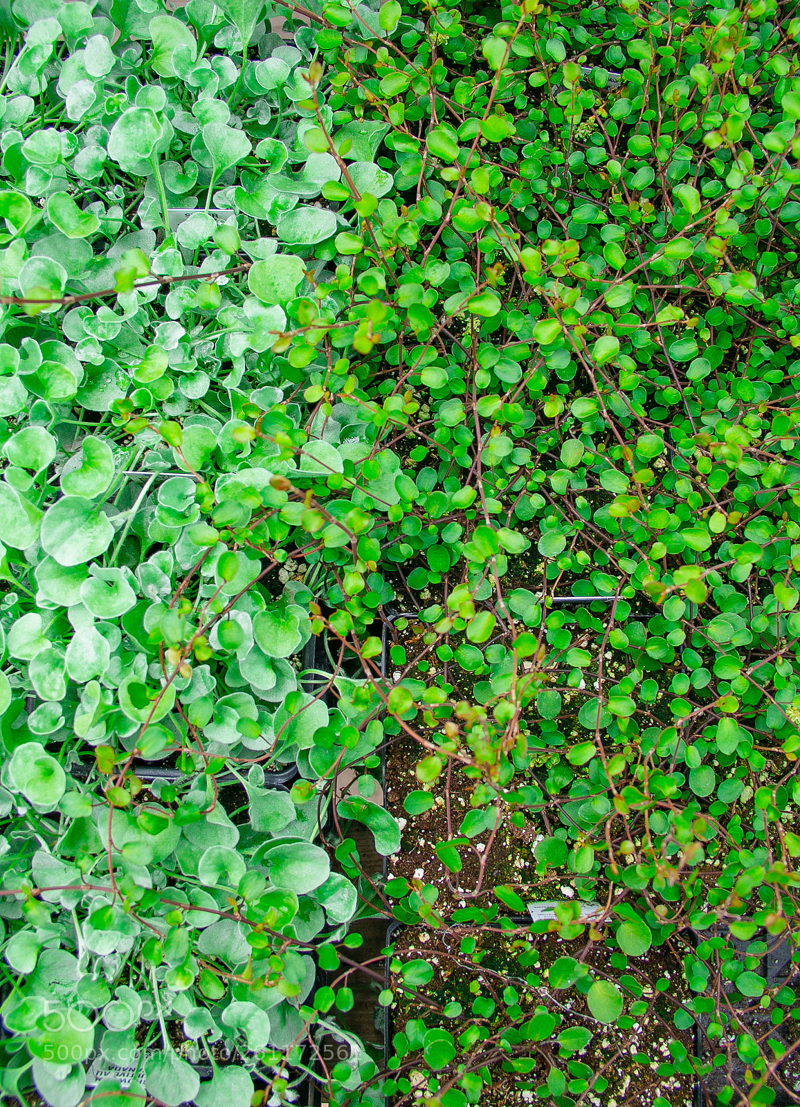 Canon EOS 70D sample photo. Green photography