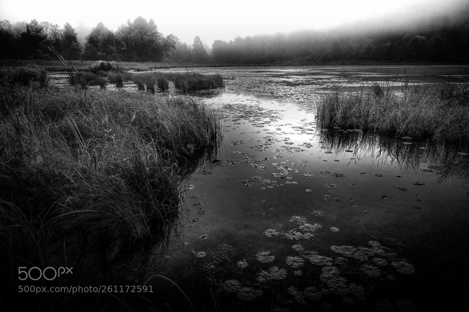 Canon EOS 5D Mark IV sample photo. Foggy morning marsh photography