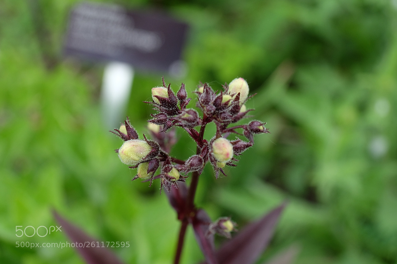 Fujifilm X-T10 sample photo. Botanical garden with sign photography