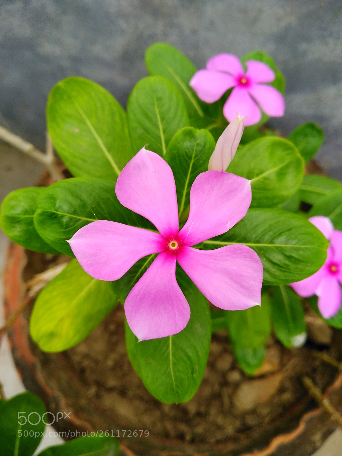 Xiaomi Redmi Note 5 sample photo. Flower photography