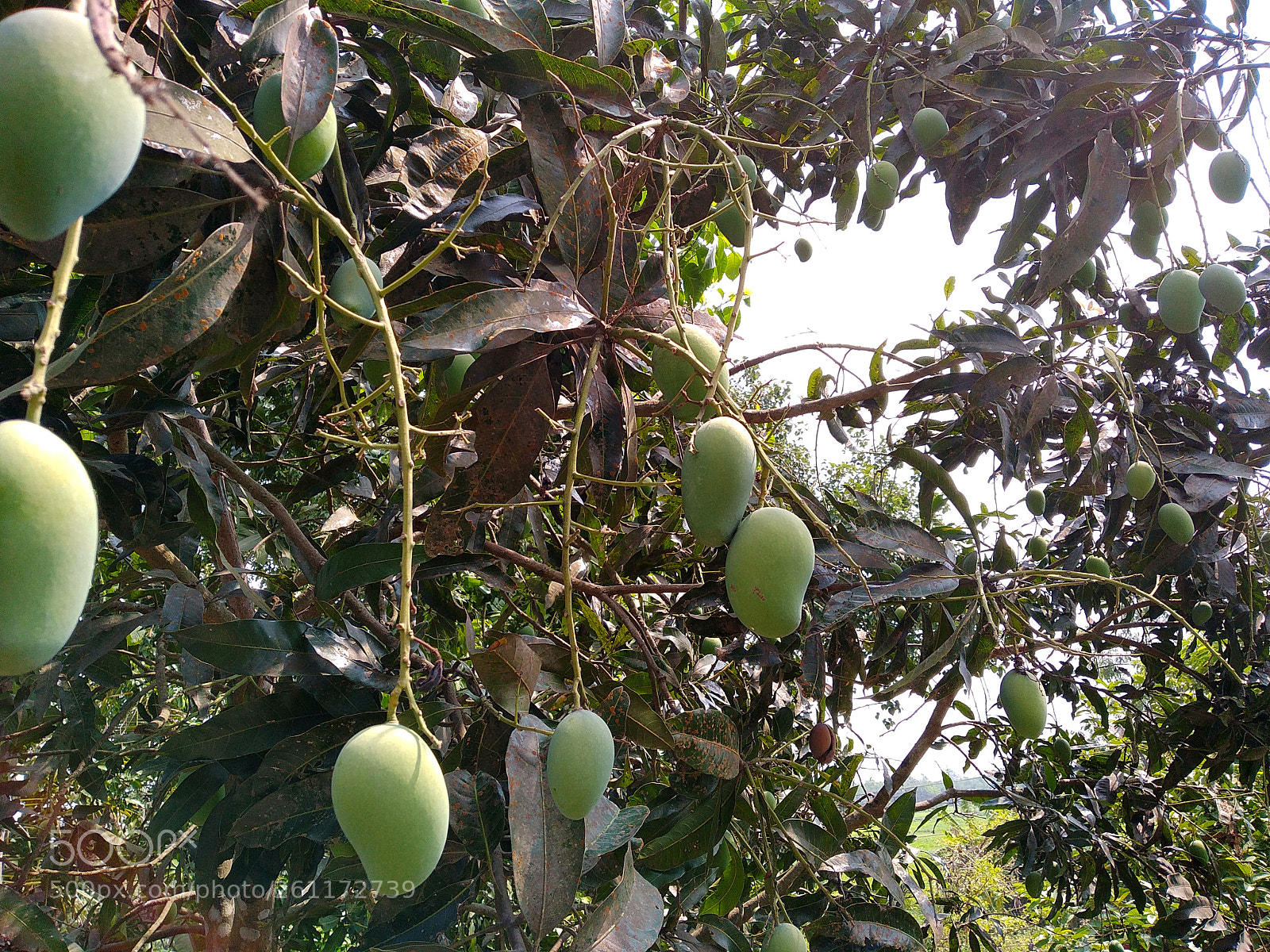 Xiaomi Redmi Note 5 sample photo. Untitled photography