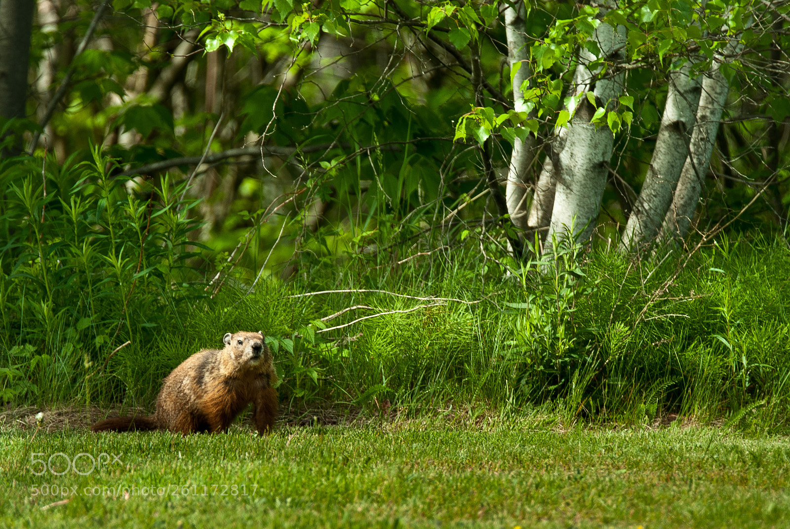 Nikon D3000 sample photo. Groundhog photography
