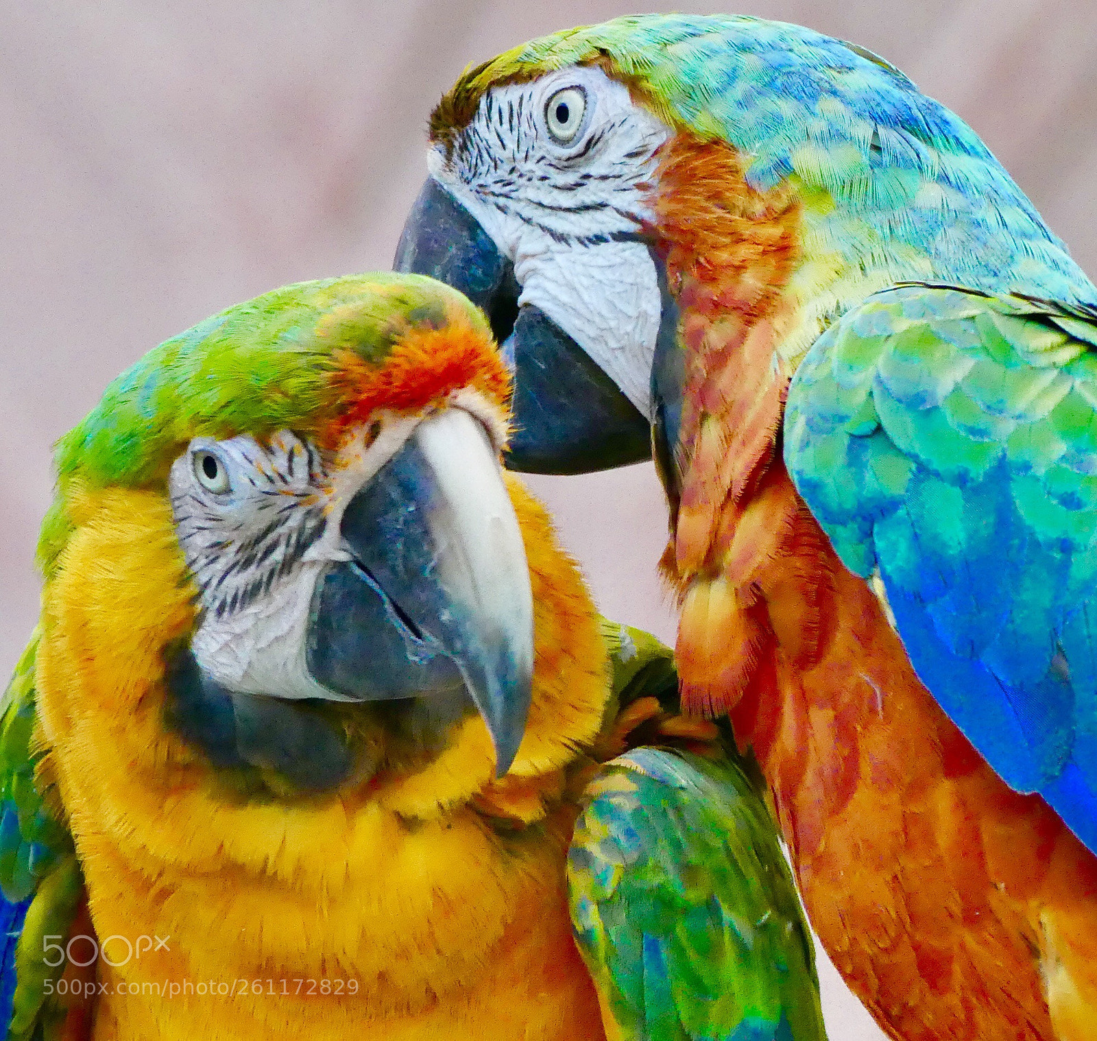 Panasonic Lumix DMC-FZ300 sample photo. Little  secret photography