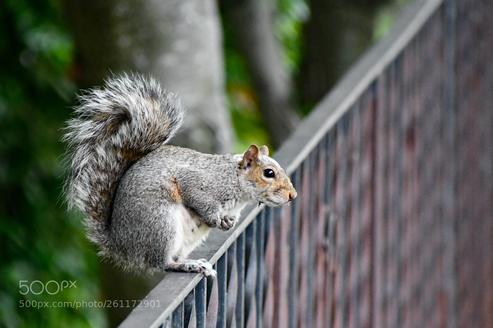 Nikon D7500 sample photo. Squirrel photography