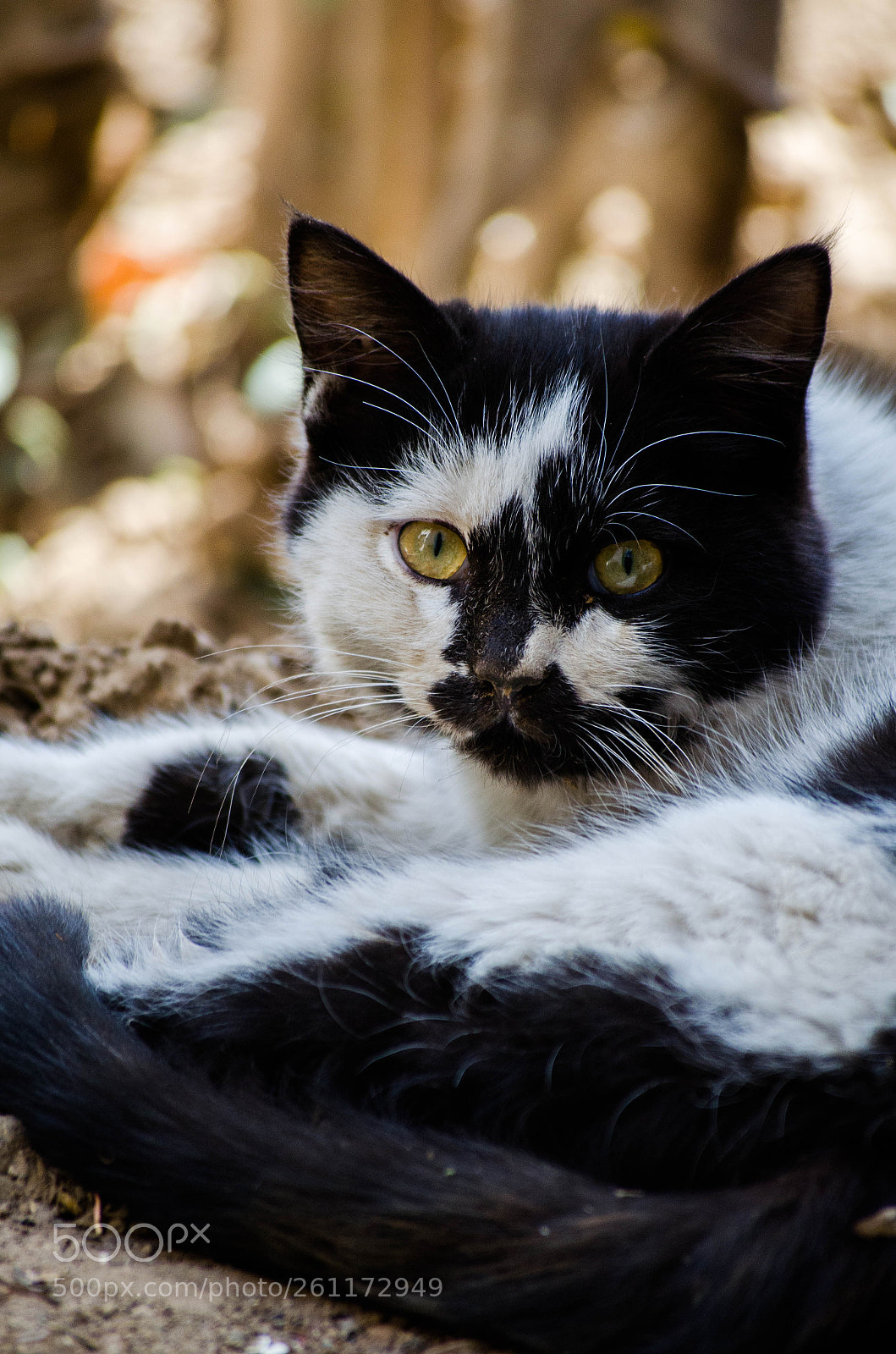 Nikon D7000 sample photo. A staring cat photography