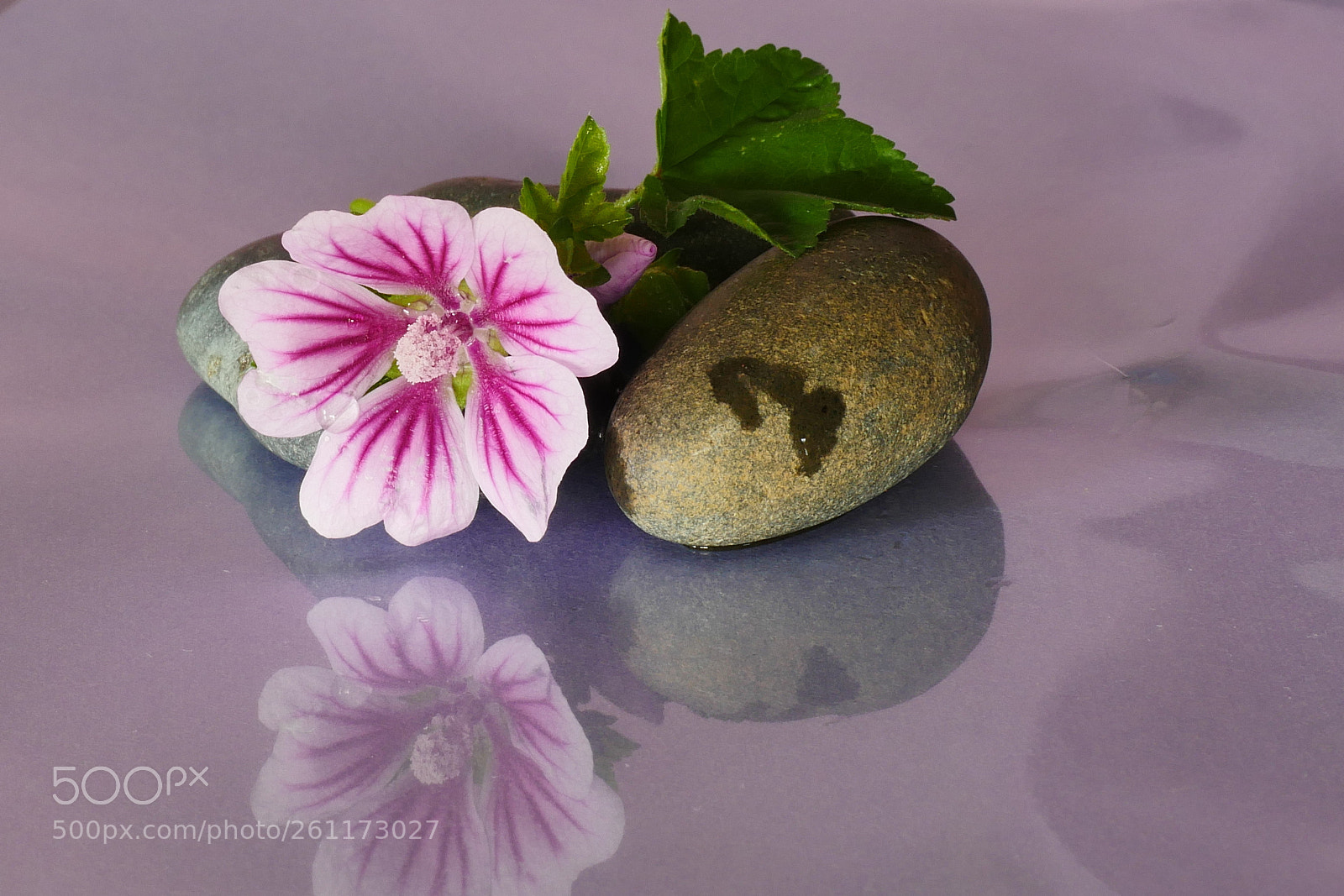 Panasonic Lumix DMC-GX8 sample photo. Flower photography