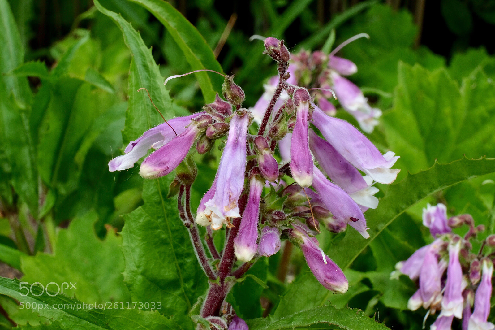 Fujifilm X-T10 sample photo. Pink flowers  photography