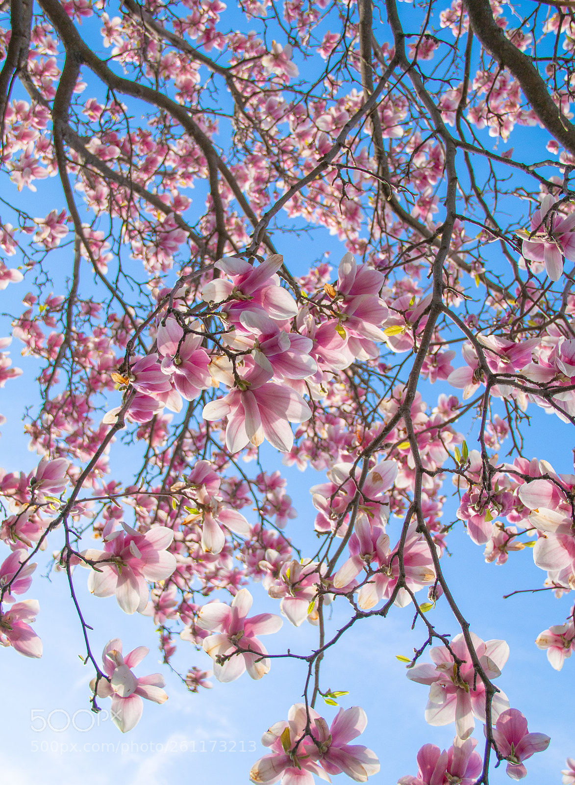 Canon EOS 70D sample photo. Magnolias photography
