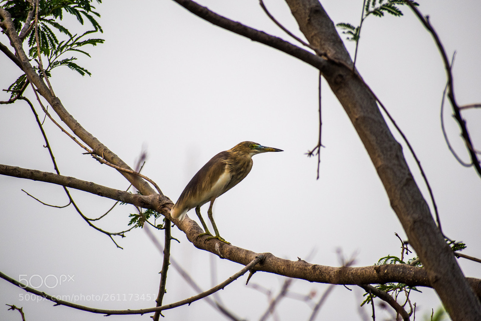 Nikon D5500 sample photo. Purple heron photography