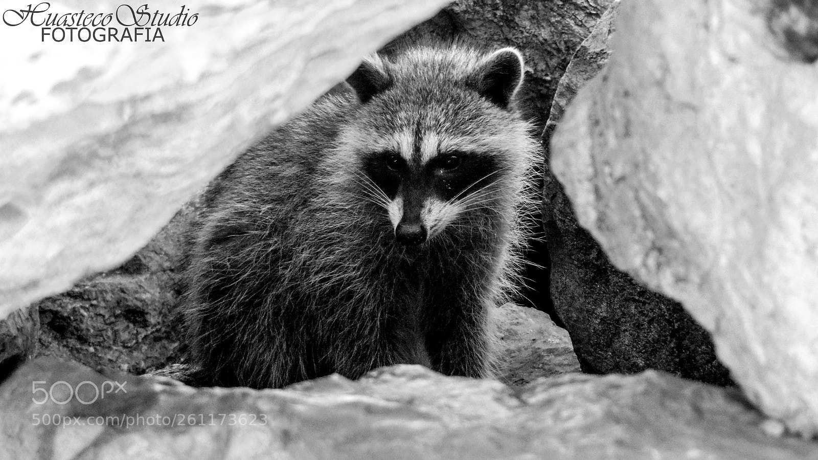 Sony Cyber-shot DSC-H300 sample photo. Mapache en las escolleras photography