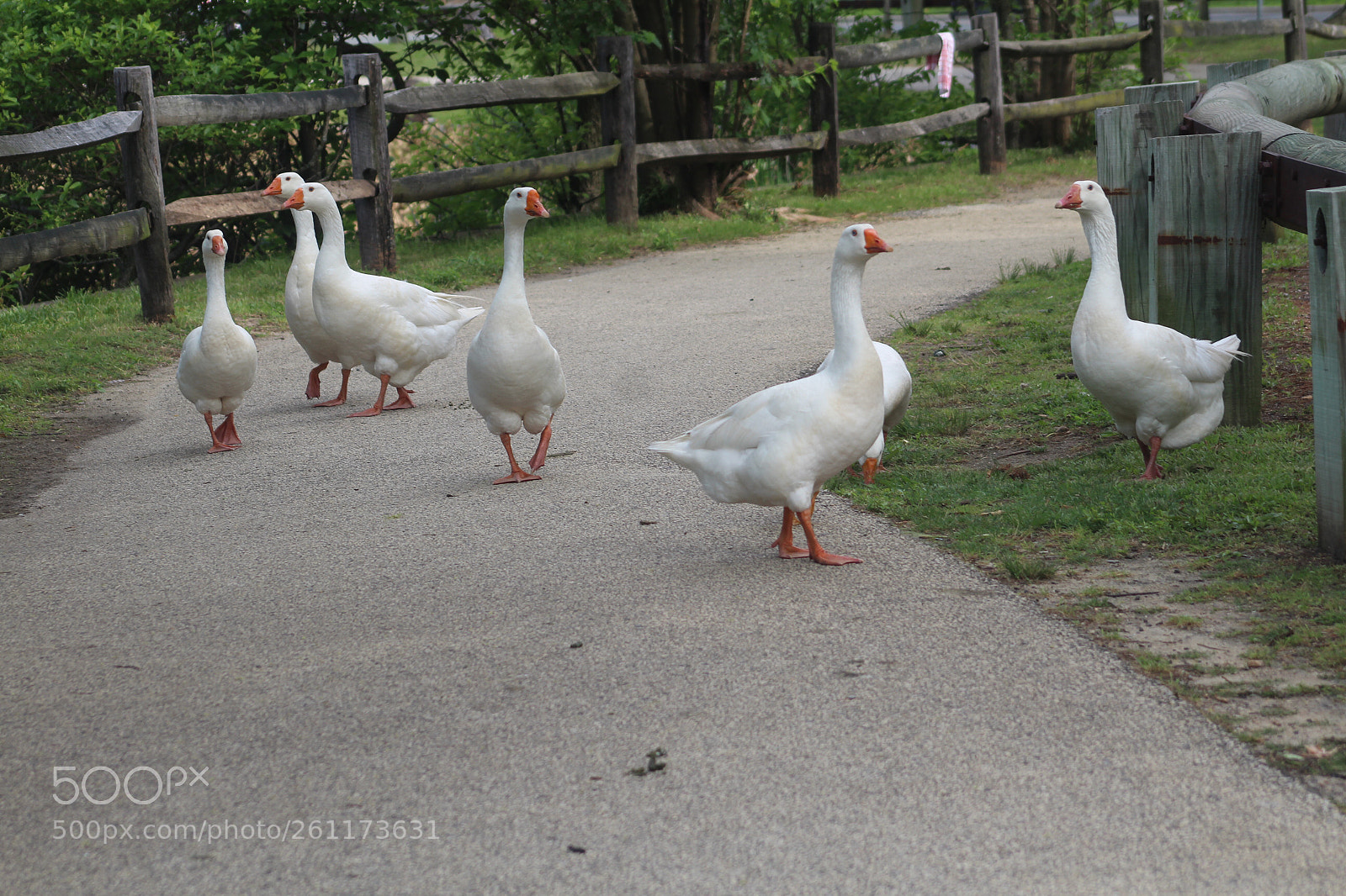 Canon EOS 1300D (EOS Rebel T6 / EOS Kiss X80) sample photo. White geese photography