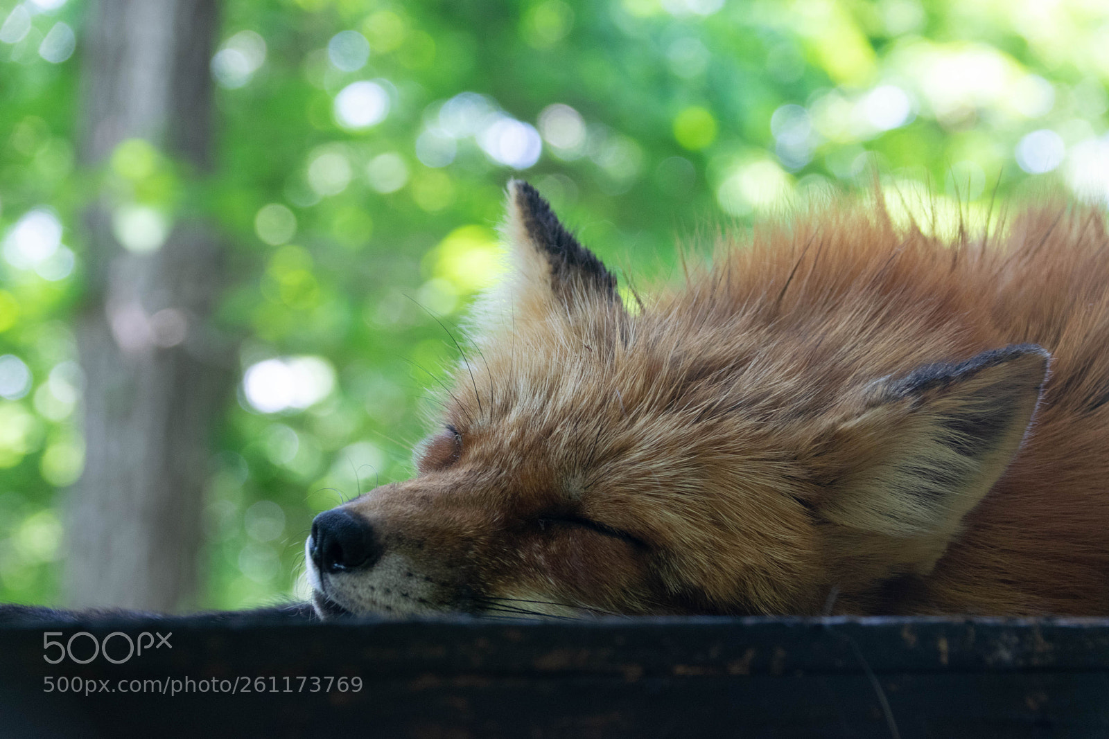 Nikon D5300 sample photo. Sleeping foxes 1 photography