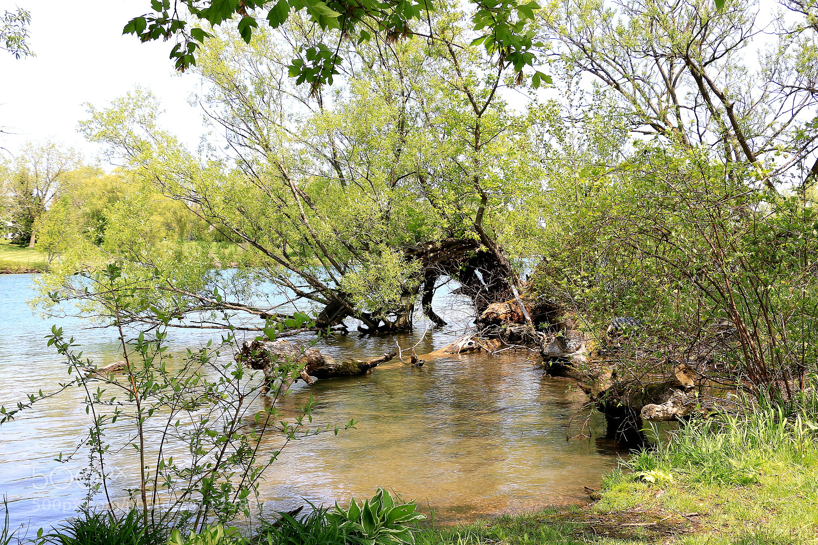 Canon EOS 70D sample photo. Tree and river photography