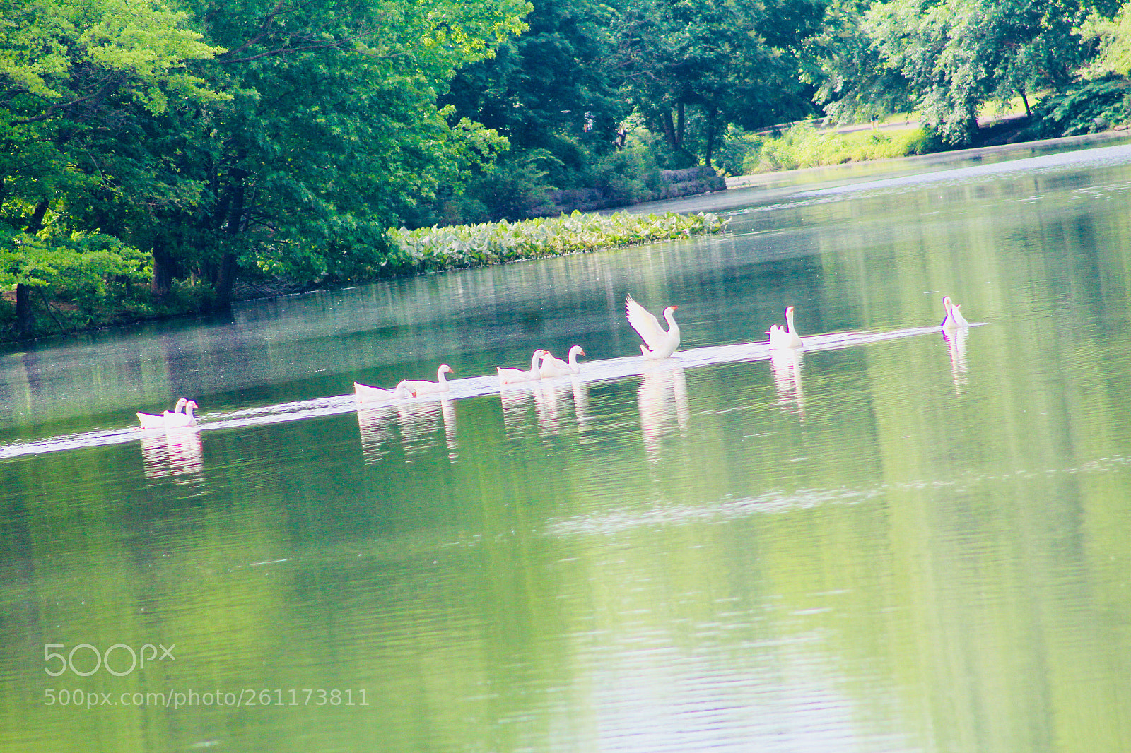 Canon EOS 1300D (EOS Rebel T6 / EOS Kiss X80) sample photo. Geese on lake photography