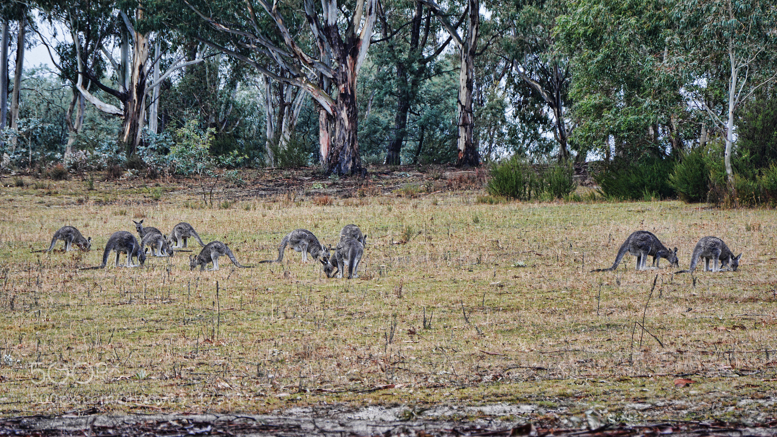 Nikon D7100 sample photo. Wallabies photography