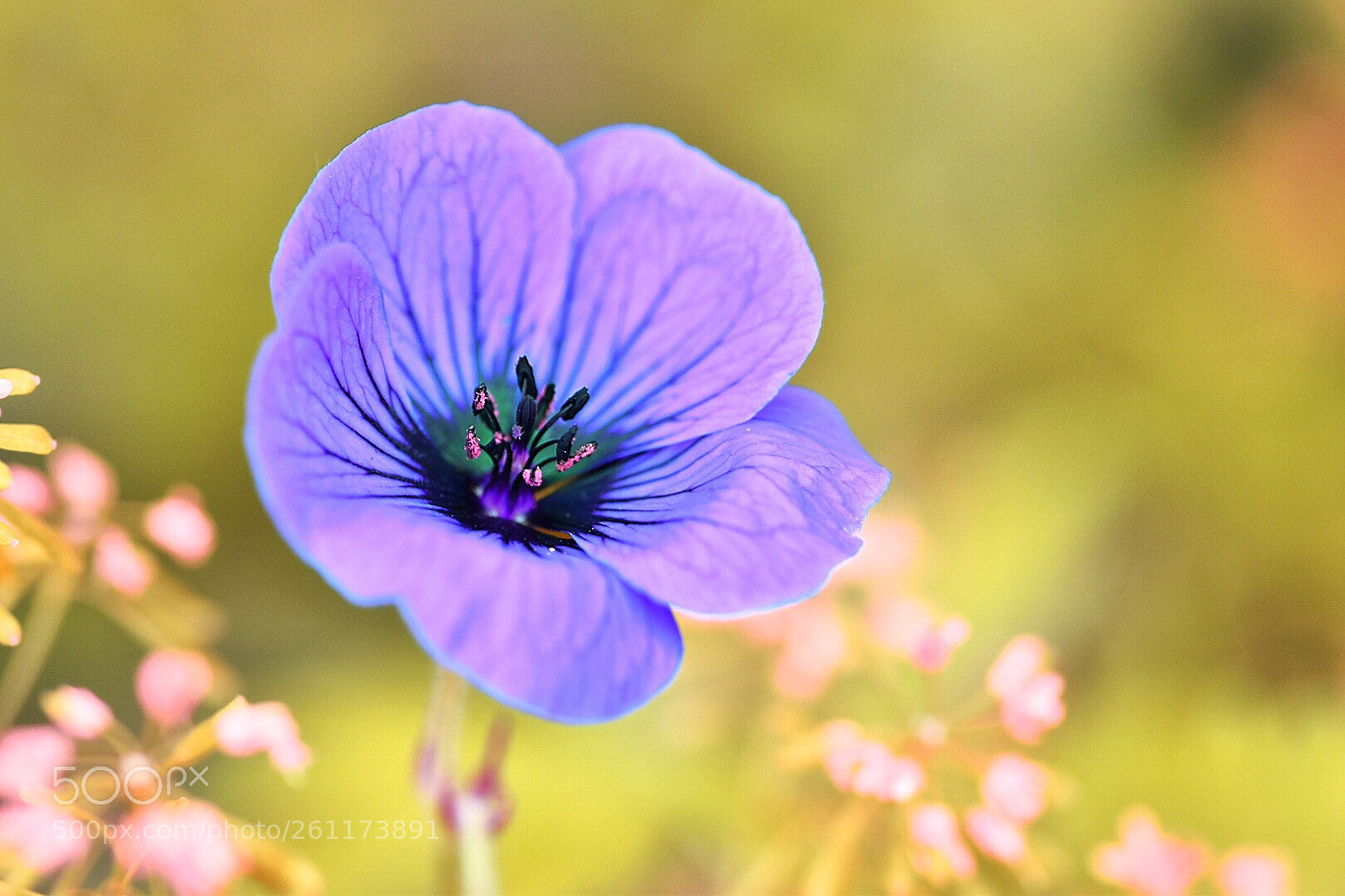 Nikon D5600 sample photo. Heading the summer photography