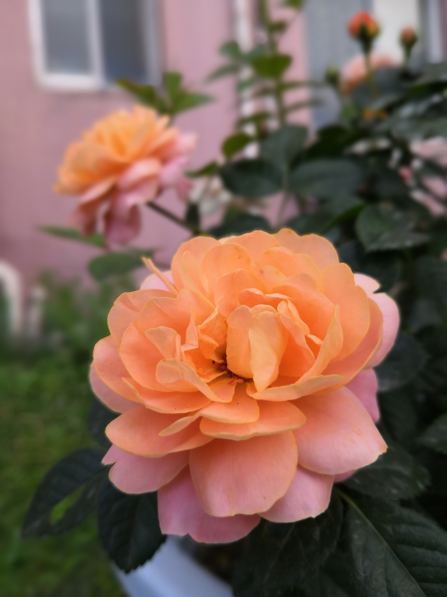 HUAWEI Honor 10 sample photo. Rose photography