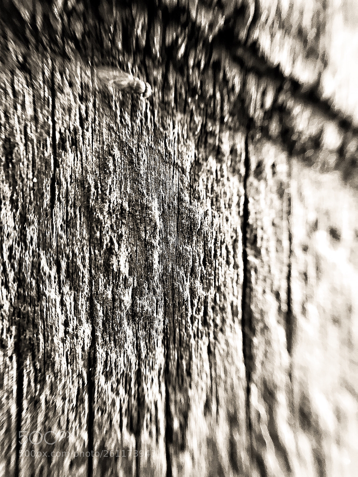 Apple iPhone 7 sample photo. Bark photography
