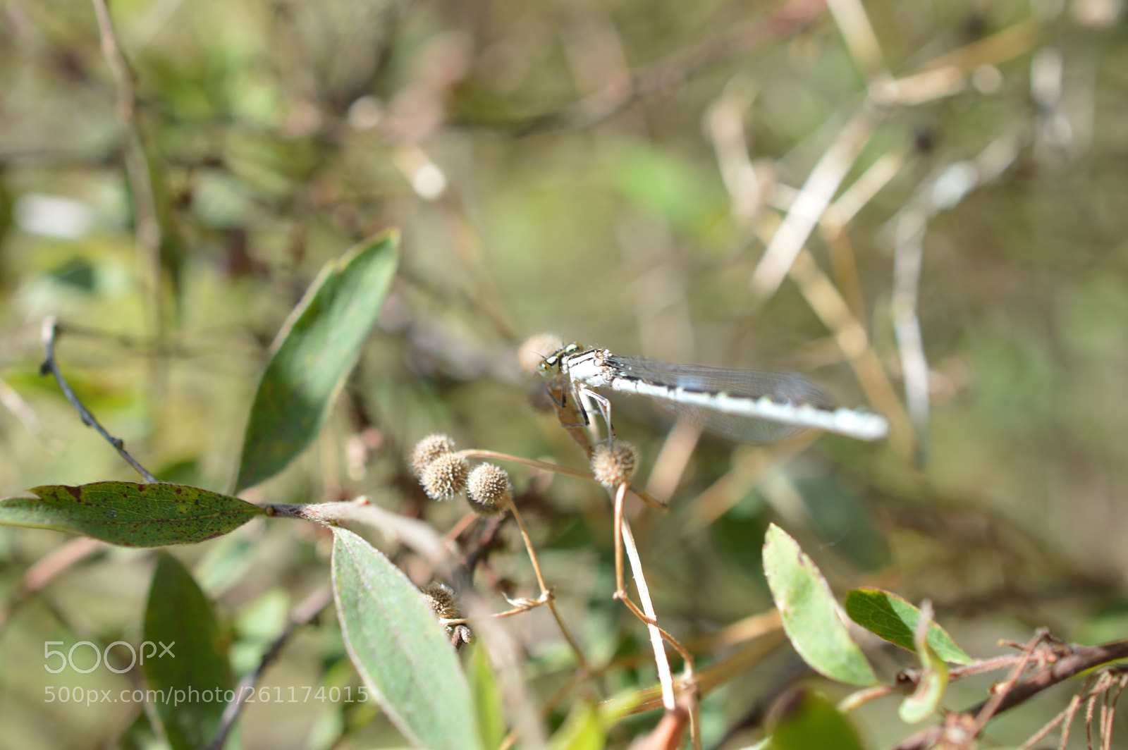 Nikon D3200 sample photo. Dragonfly  photography