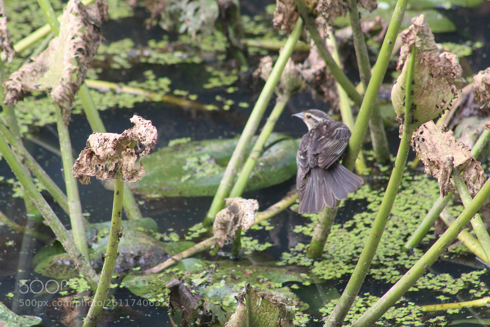 Canon EOS 1300D (EOS Rebel T6 / EOS Kiss X80) sample photo. Bird on water lily  photography