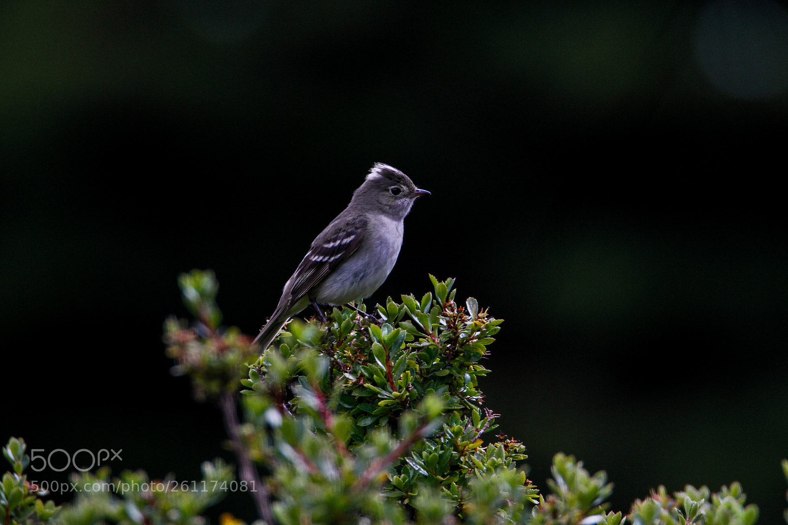 Canon EOS 7D sample photo. Just a little bird photography
