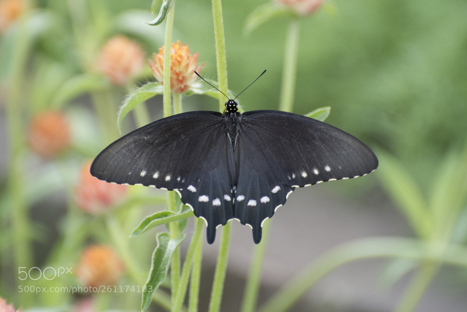 Nikon D7200 sample photo. Butterfly 2018-42 photography