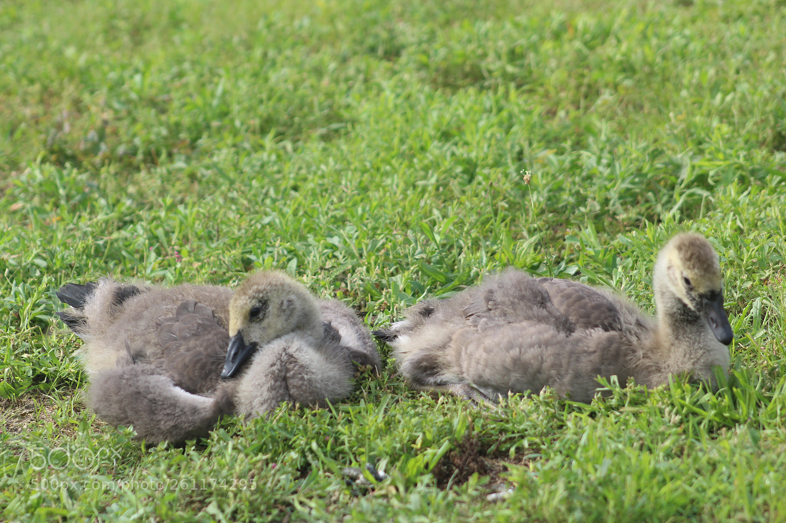 Canon EOS 1300D (EOS Rebel T6 / EOS Kiss X80) sample photo. Two goshlings  photography
