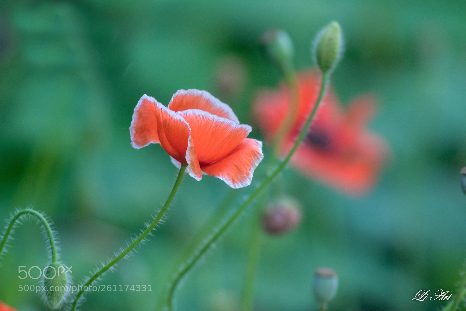 Canon EOS 7D Mark II sample photo. 花仙子 photography