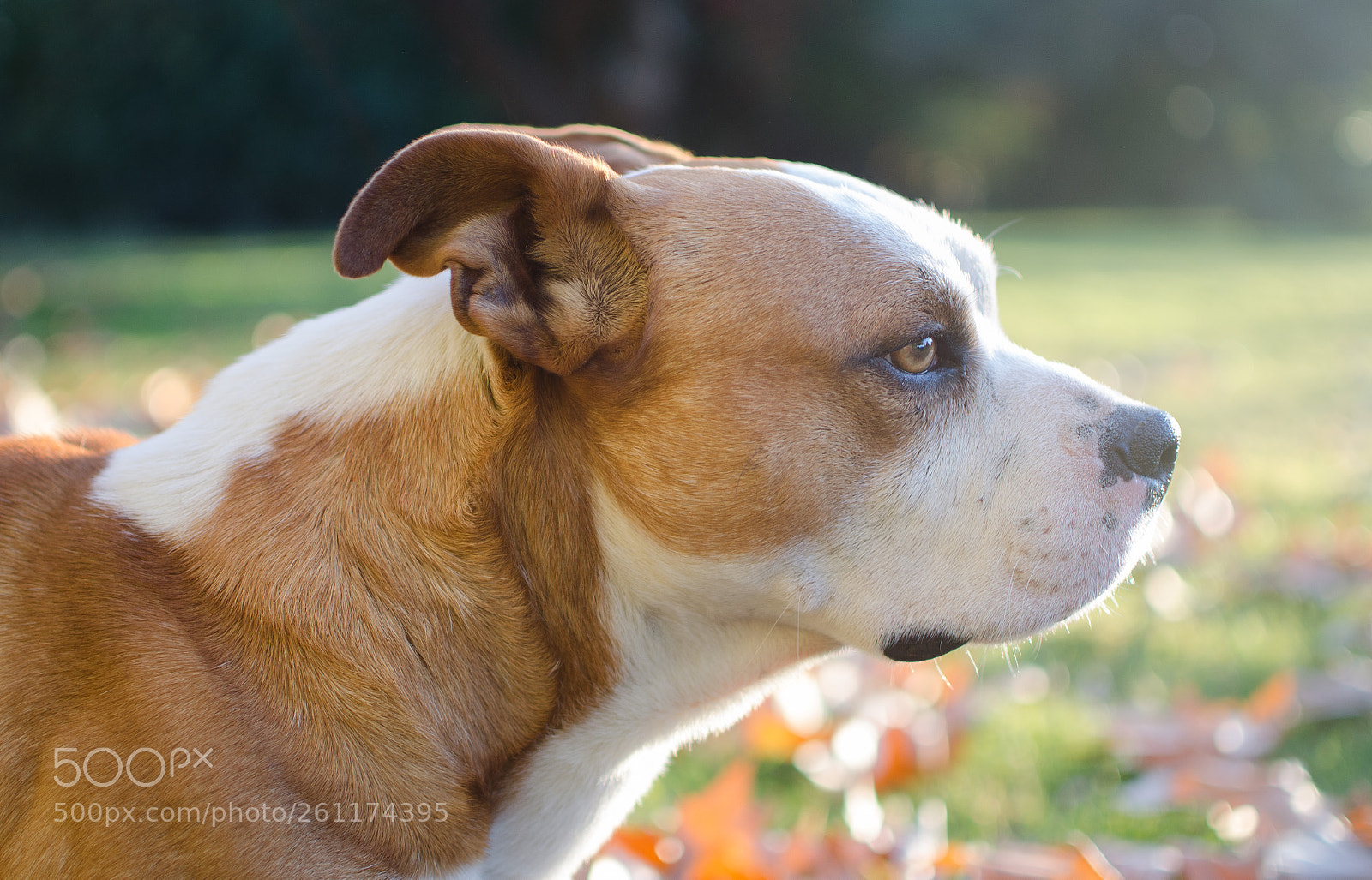 Nikon D5100 sample photo. Taison photography