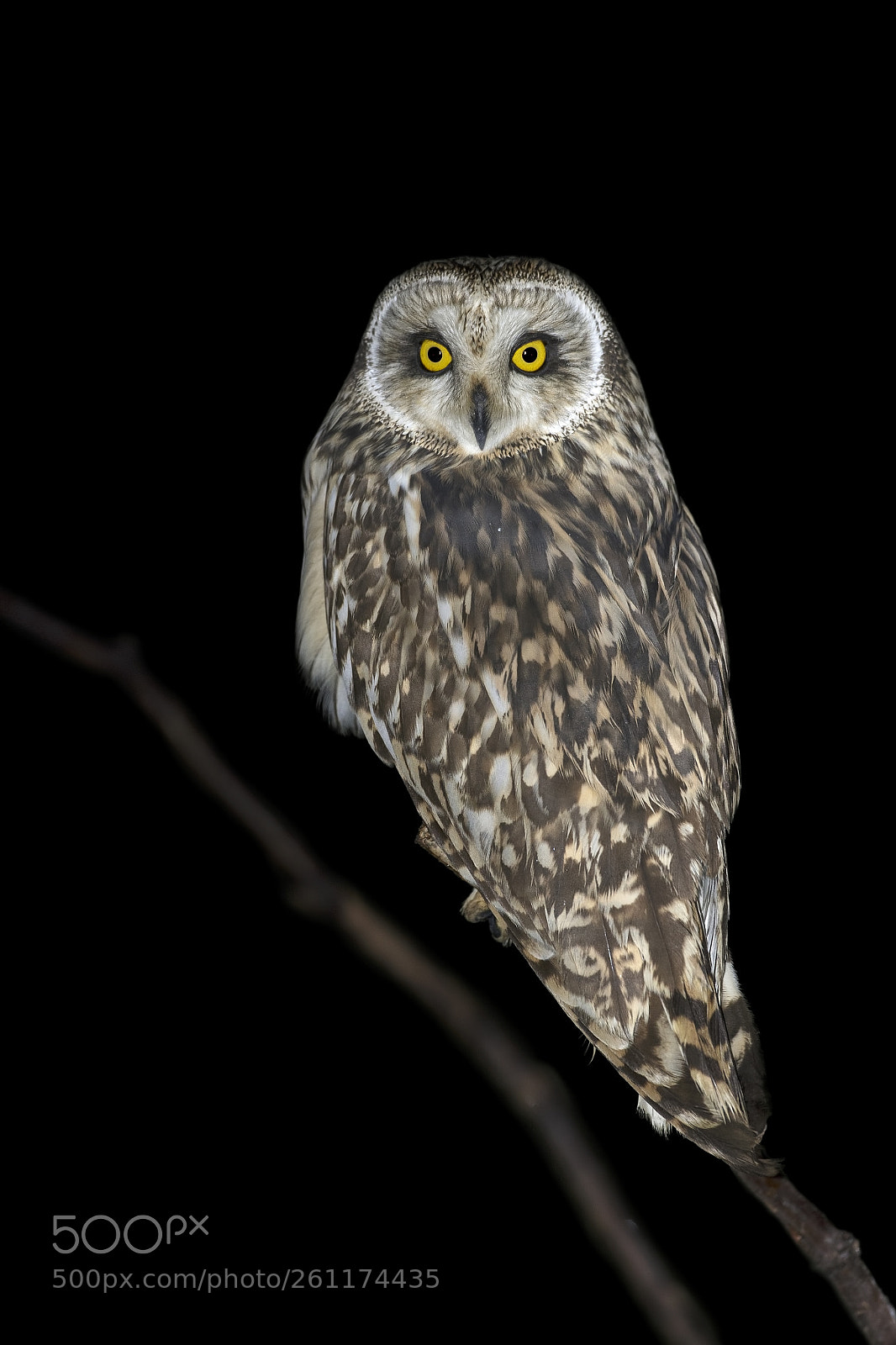 Canon EOS-1D X sample photo. Short eared owl photography