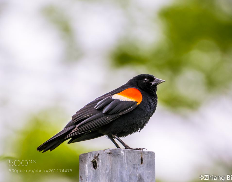 Nikon D5300 sample photo. Red-winged blackbird photography