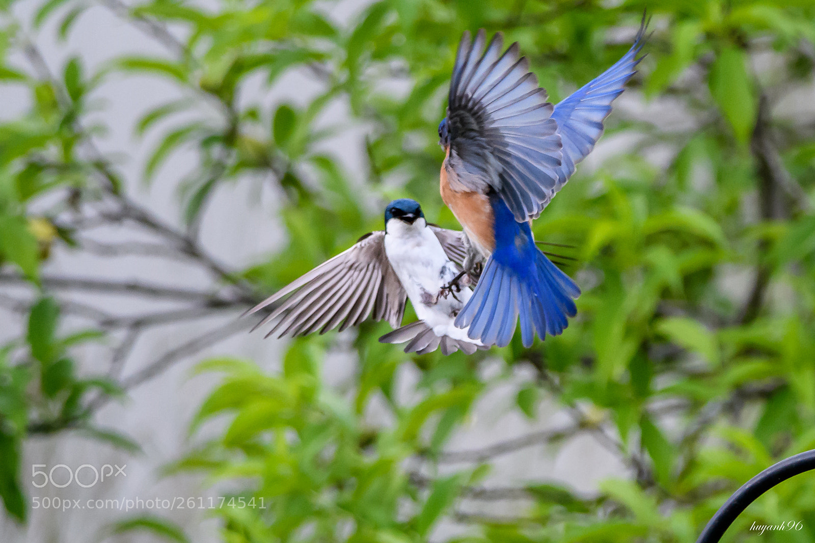 Nikon D500 sample photo. Swallow fights blue bird photography