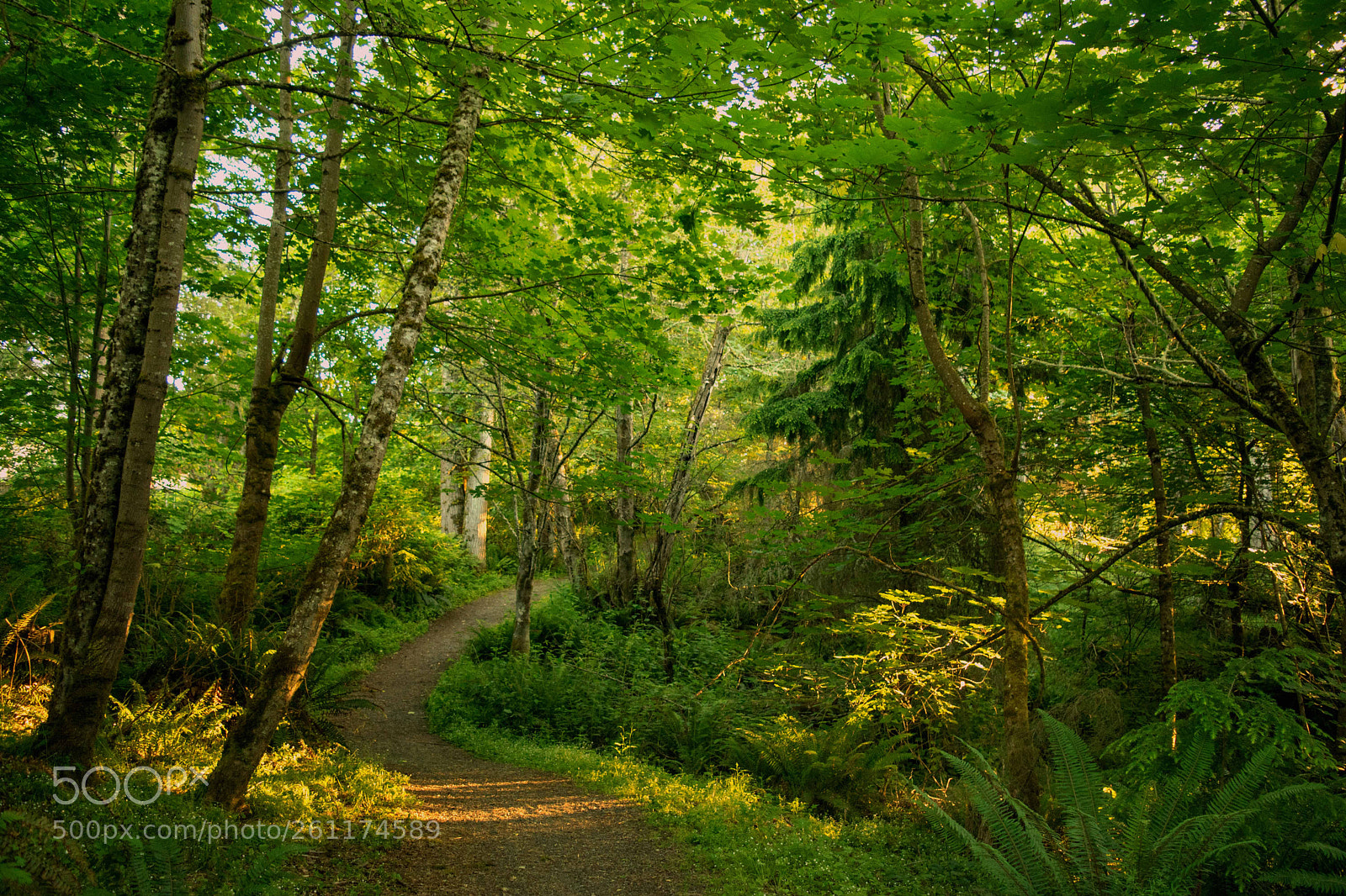 Nikon D3300 sample photo. Sundown on the trail photography