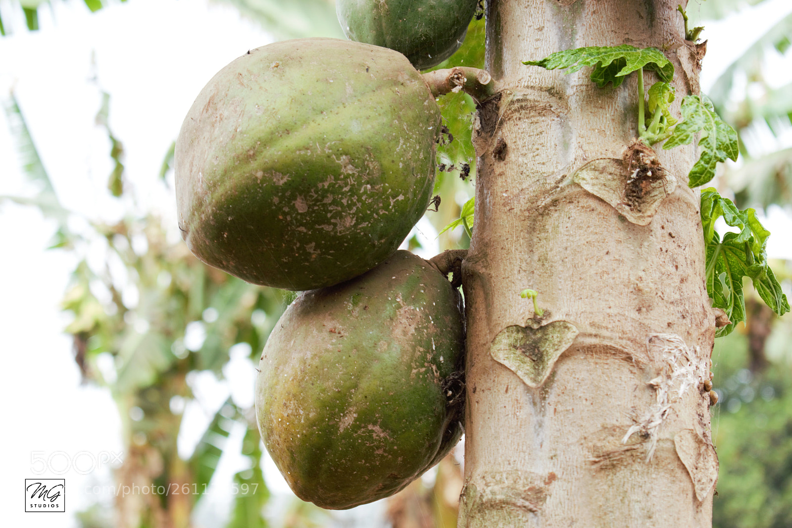 Nikon D3300 sample photo. Paw paw photography
