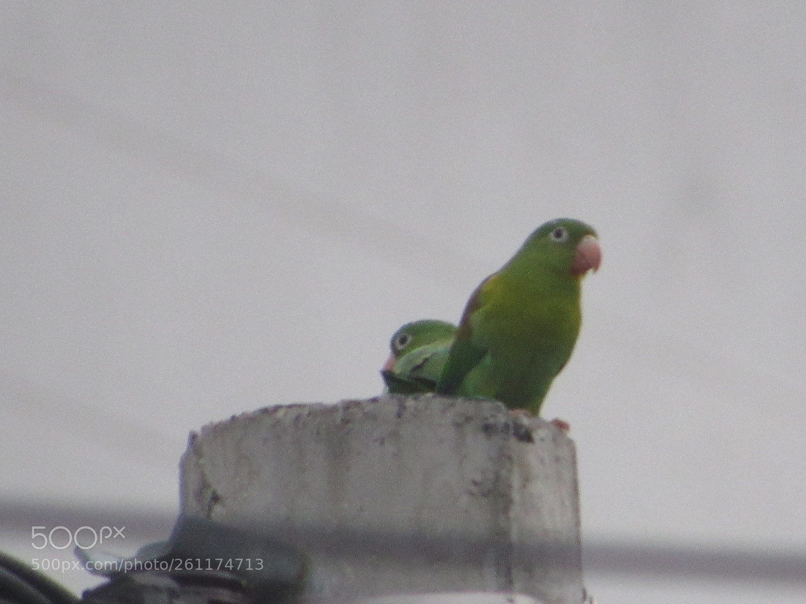 Canon PowerShot SX530 HS sample photo. [] photography