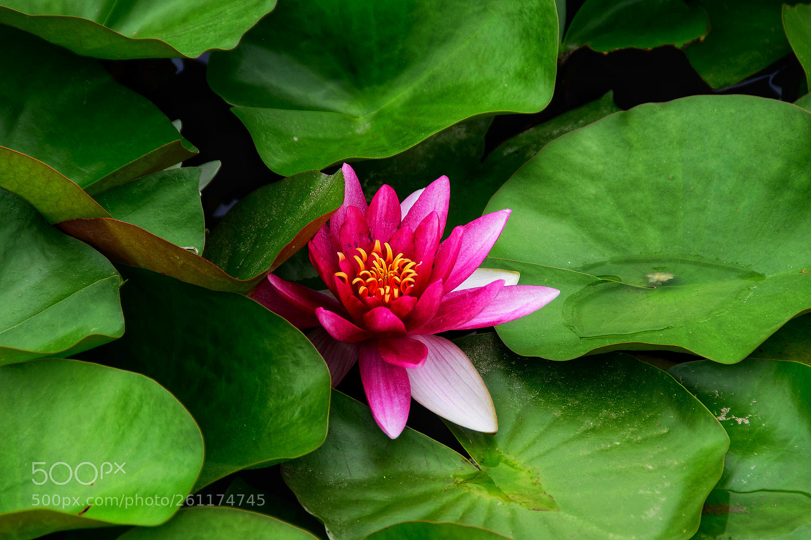 Nikon D5500 sample photo. Pink nenuphar photography