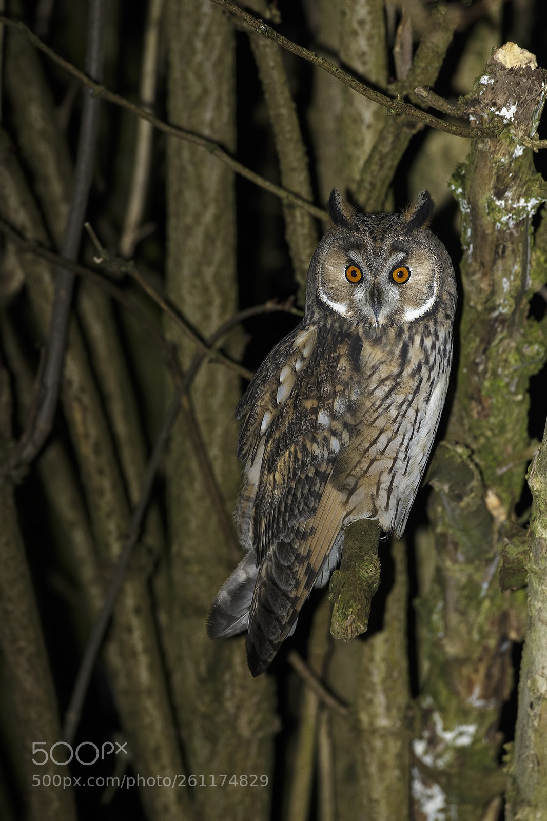Canon EOS-1D X sample photo. Long eared owl photography