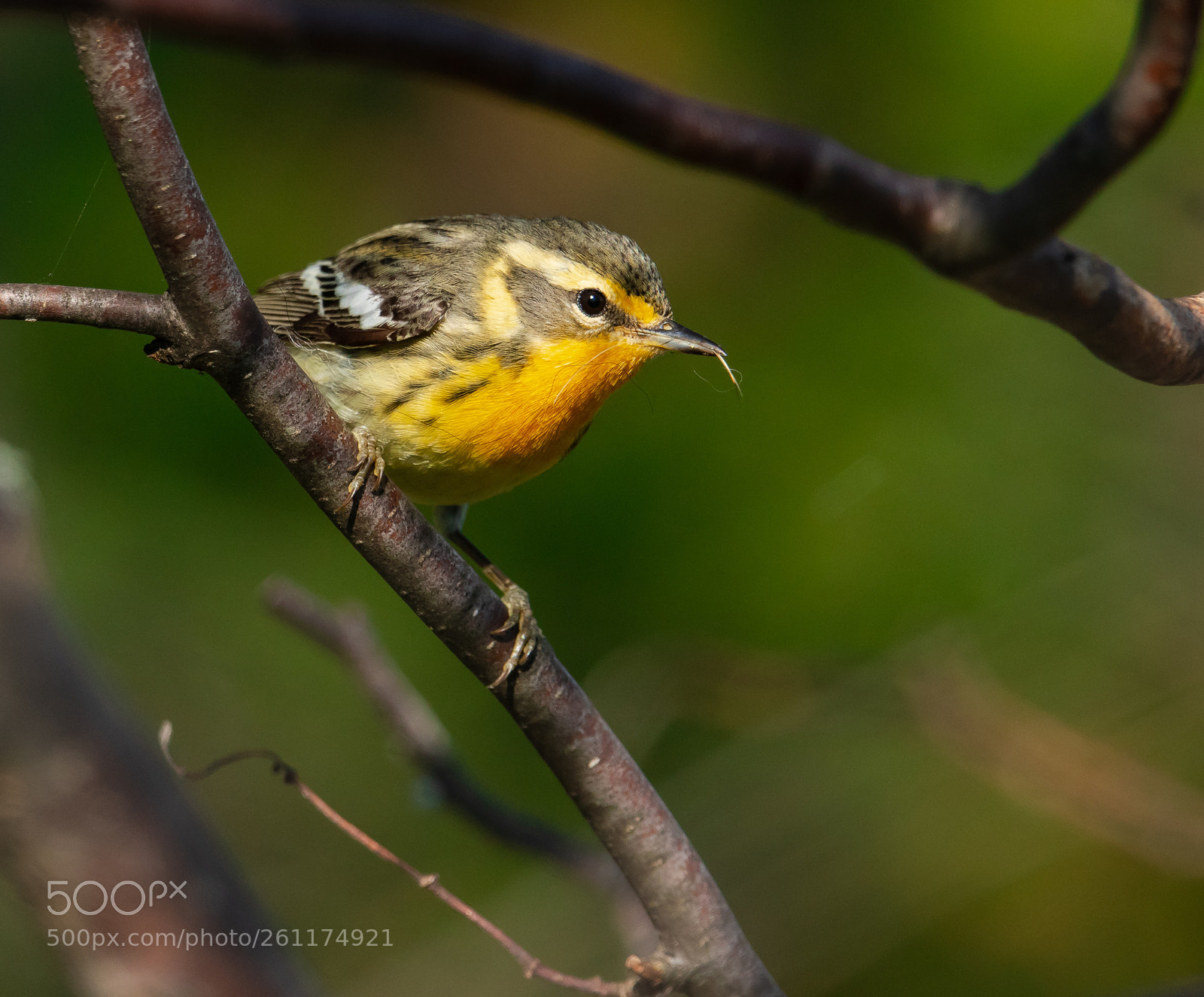 Nikon D850 sample photo. Blackburnian female in the photography