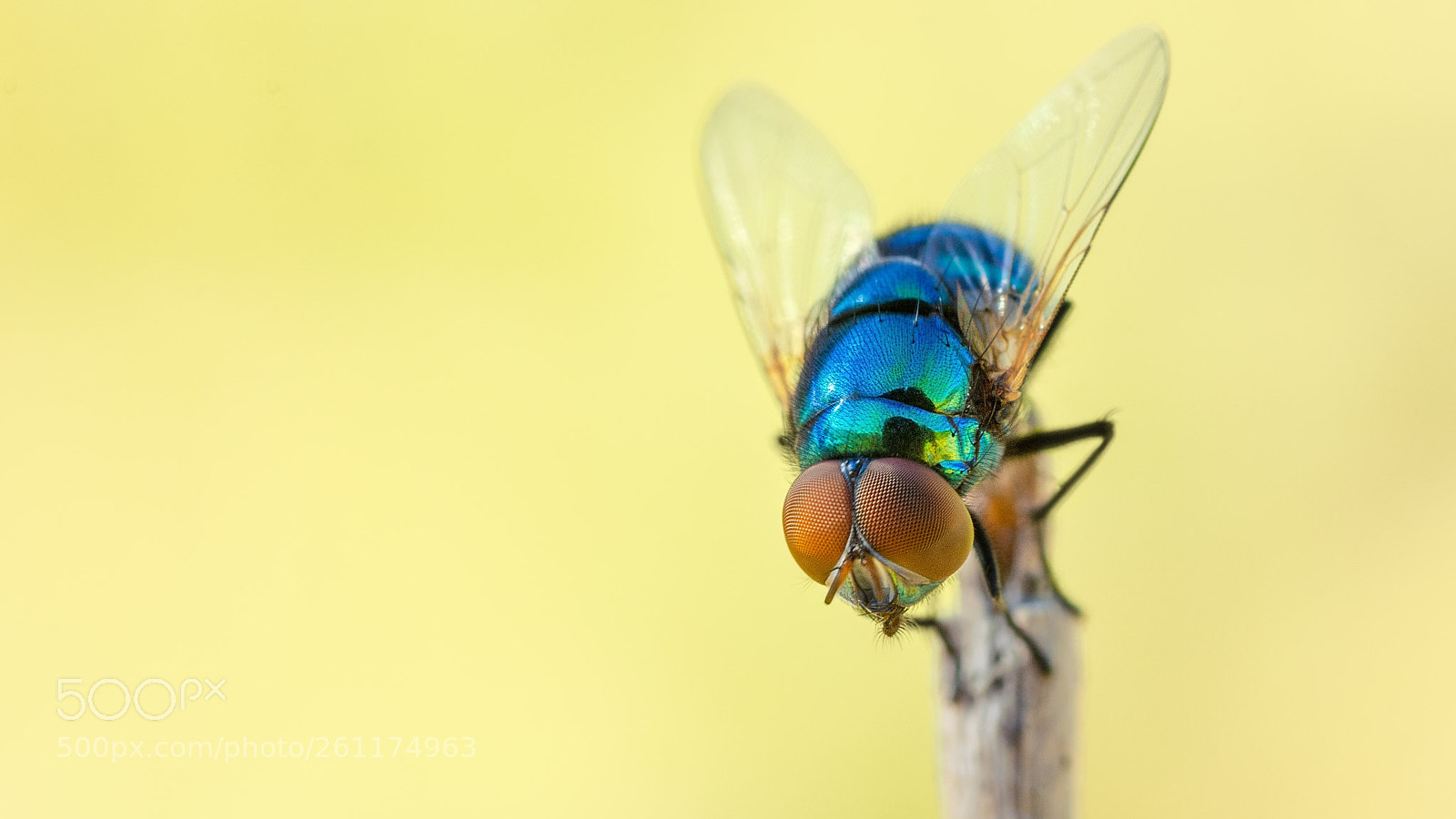Nikon D5200 sample photo. Shiny photography
