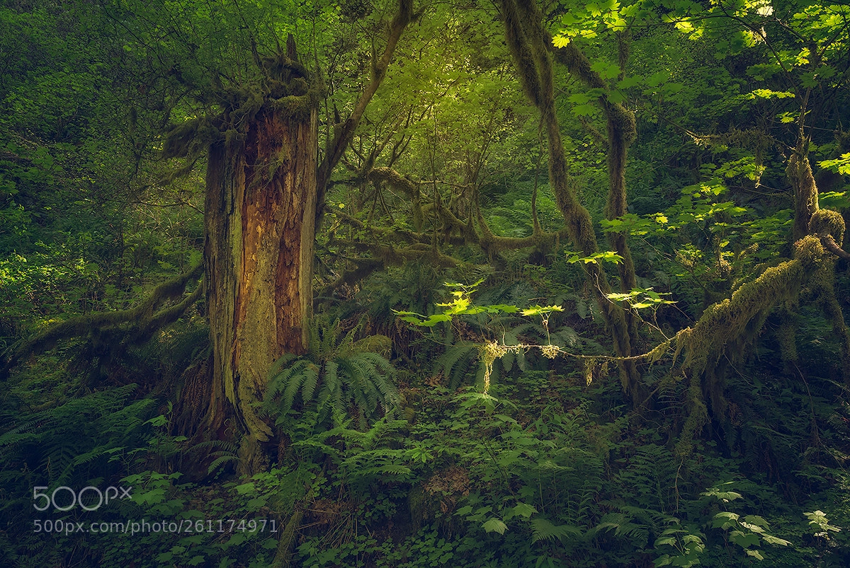 Nikon D810 sample photo. Forest secrets photography