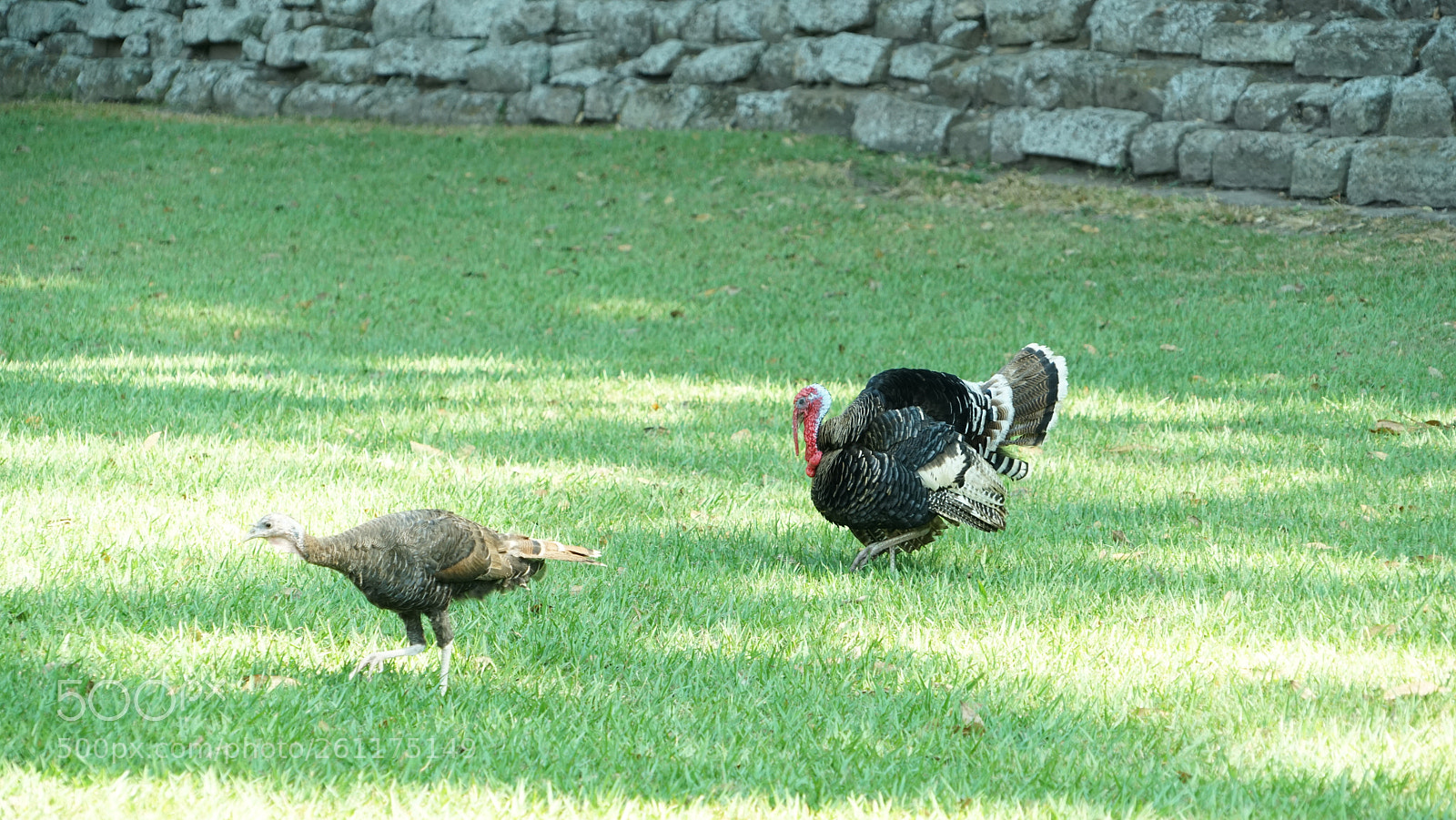 Sony a7R sample photo. Dsc photography