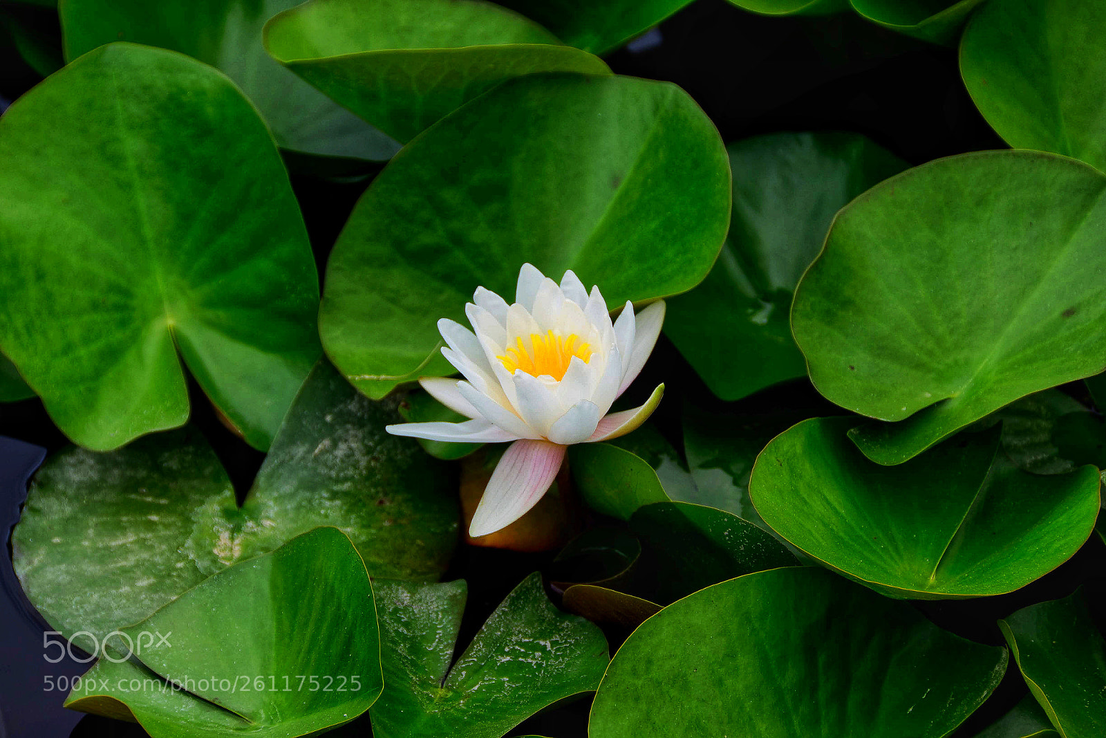 Nikon D5500 sample photo. White nenuphar photography