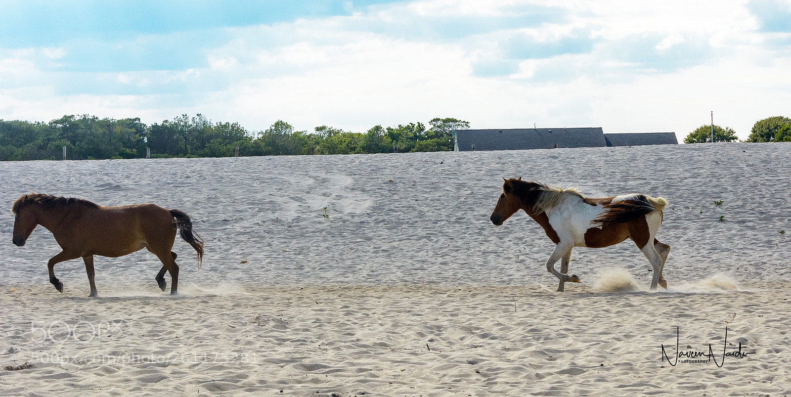 Nikon D5200 sample photo. Wild horses photography