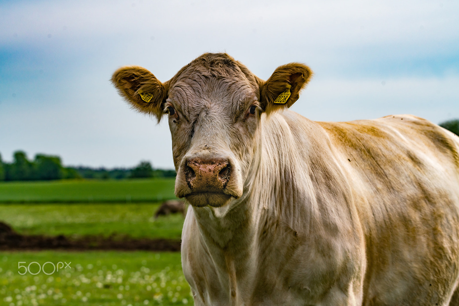 Sony a99 II sample photo. Cow encounter 05/31/18 photography