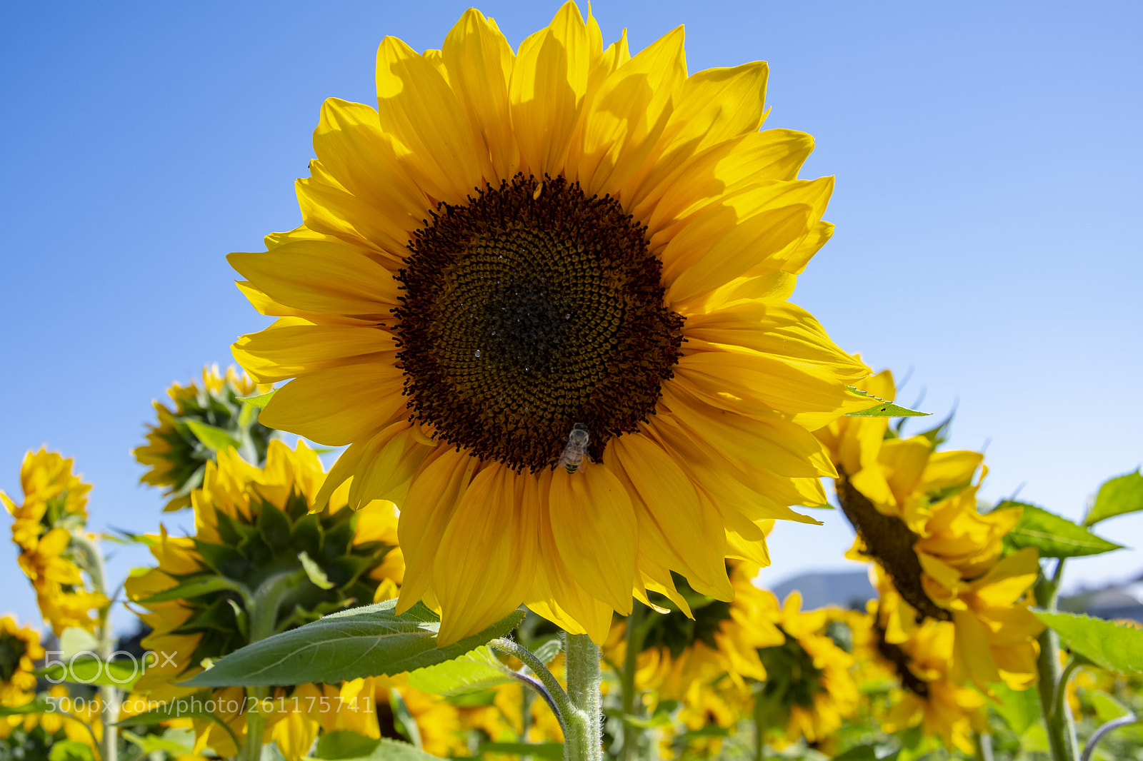 Nikon D500 sample photo. Sunflowers photography
